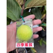 頂耀園藝 四季蜜芭樂苗 高度約30-40公分