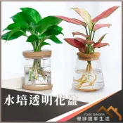 水培透明花盆 塑膠花盆 水耕瓶 水根盆 水植盆栽 水生植物盆栽 透明花盆 養魚養植物 多肉花盆 無土栽培花盆《優邸居家》