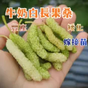 【牛奶白長果桑】白色長果 稀有品種 新手必種 已會結果 陽台果園 桑葚 桑葚苗 水果苗 果樹苗 水果盆栽