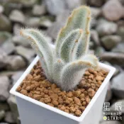 【星辰多肉】安格拉閃光兔  三吋 穩根連盆寄送。多肉植物，療癒，觀葉，多肉。