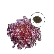 (店+)【蔬菜之家】A79.紅橡葉萵苣種子500顆(紅橡拉)(適寶貝沙拉，喜涼爽氣後，不易抽苔)葉菜類種子