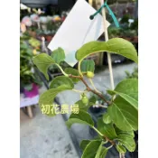 初花農場|寶貝奇異果（從有結果的母株取下的阡插苗)|不須脫皮即可食用｜冬天會全落葉喔｜3吋盆|-定價400特價350
