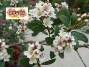 ╭＊田尾玫瑰園＊╯綠籬樹苗(厚葉石斑木)