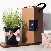 麝香百里香_香草盆栽禮物款