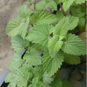 茂豐~五吋盆栽  白花貓穗草$140/盆，紫花貓薄荷$140/盆，貓百里香$140/盆