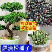 羅漢松種子 庭院盆栽 開運招財樹苗 觀葉植物 造型盆景素材 室內綠化 耐陰好種 長青植物 植栽 DIY