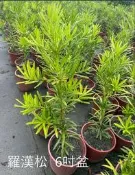 花花世界_常綠喬木 ** 羅漢松(自然型) **-金錢松-羅漢柏/ 6吋盆/高30cm /MA