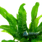【AC草影】鐵皇冠 陰性水草 陰性草中景草 蕨類植物 不需要二氧化碳 耐熱 不需co2 新手水草 水生植物 水草造景