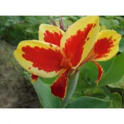 粗金邊大花美人蕉苗13--1株120元