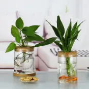 水生植物生態缸直立型附木質底盤10種尺寸魚草共生最佳選擇