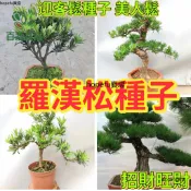 【現貨速發】羅漢松種子 正品｜迎客松 旺宅風水樹｜四季常青 多年生｜室內外觀賞盆栽｜招財開運 淨化空氣｜每包20-30粒