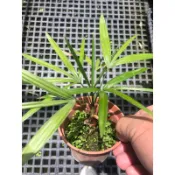 日本 細葉棕竹/觀音竹/筋頭｜3吋盆～多年生常綠室內空氣淨化植物⋯