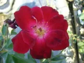 ╭＊田尾玫瑰園＊╯玫瑰花-(路易斯飛利浦.Louis Philippe )
