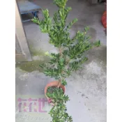 花花世界--滿天星羅漢松--常綠灌木*--耐旱性高-四季青翠--葉子較小較密6吋盆--40~50cm