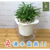 【小品文化】羅漢松【現貨】4吋透明懶人盆栽 加水更方便 觀葉植物 室內植物 自動吸水 水培 花盆 居家辦公盆花 種子