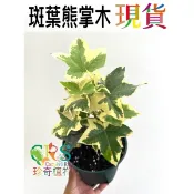斑葉熊掌木 含盆 切花 常春藤 八角金盤 觀葉 斑葉 植物 熊掌 灌木 熊掌木﹝CarnivoRUs 珍奇植物﹞