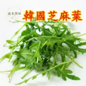 🔥台灣現貨🔥【芝麻葉種子】火箭菜 韓國芝麻葉 韓國千紅芝麻葉 野生種芝麻菜 魯冰菜 芝麻菜 齒葉 叢生 箭生菜 貝比菜