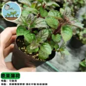漿果薄荷種子 水果薄荷 香甜薄荷 可食用香草 泡茶驅蚊盆栽 廚房香草植物 易種好養 寵物友善 室內外陽台種植