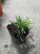 角龍 絞龍羅漢松【新中港花卉】植物