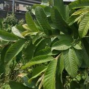 無農藥新鮮芭樂葉，芒果葉，茄苳葉，樟樹葉一份50克16元--竹節蟲最愛