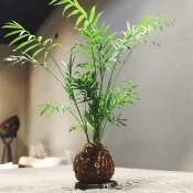 【袖珍椰子苔球】室內植物/ 室內盆栽