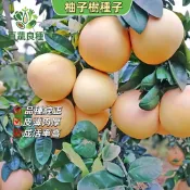 隔日到貨🚀葡萄柚種子 西柚種子 朱欒 柑橘類 台灣平地可種 陽台盆栽 庭院樹  觀果植物 清新香氣 自種水果 播種育苗