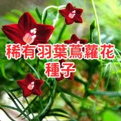 【稀有羽葉蔦蘿花種子】台灣現貨 五角星花 獅子草 爬藤植物 攀爬 陽台庭院 圍籬 盆栽 易種 開花快 四季播種