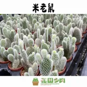 《花田多肉》🌵【米老鼠】 1吋盆  仙人掌/多肉植物/團扇/石頭玉/戶外植物/園藝/盆栽/組盆/防小人