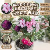 【不怕死 不爛根】沙漠玫瑰花苗 重瓣沙漠玫瑰 包對版 花大色艷 沙漠玫瑰植株 6年莊苗  原盆原土發貨  四季開花