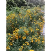 芳香 萬壽菊 3“盆大小 芳香萬壽菊 香草 草本植物 調味植物 泡茶 飲用 精油 觀賞 防蚊 移印 芳香萬壽菊