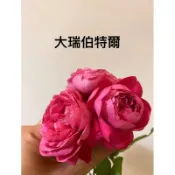 （現貨苗盆）大瑞伯特爾 粉色強香玫瑰花 植株盆栽 3.5吋 4 吋5吋