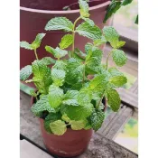 薄荷盆栽｜陽光植物 | 香草植物 | 發根枝條| 泡茶 | 驅蟲好幫手