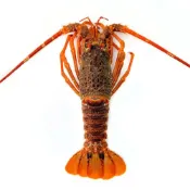 (店+)【魚大俠】法國-生凍龍蝦(250~300g/尾)-2D1B 魚大俠 SP151