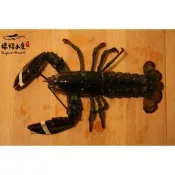【禧福水產】活體波士頓龍蝦◇$特價550元/隻/400-500g◇最低價 新鮮可口/頂級食材 紅波龍螯蝦 餐廳團購可批發