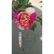 花花世界_玫瑰苗--馬內玫瑰--強健強香/粉黃白混色玫瑰  ，杯狀，大花/MA