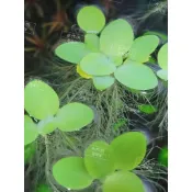 水作坊☆觀賞水草☆圓葉萍／圓心萍／迷你水芙蓉／浮萍