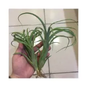 (店+)空氣鳳梨 卡比x花中花 卡比他他x花中花