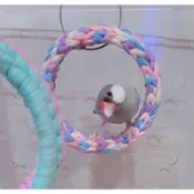 文鳥窩/鸚鵡/圈圈窩/鳥圈圈/站架(加固M號)不起毛球/鳥窩