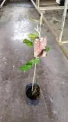 ╭＊田尾玫瑰園＊╯藤類植物-(跳舞女郎).高30cm200元
