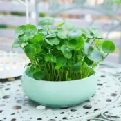 【銅錢草】【金錢草】【招財】水生植物，土種、水養都可以唷🥰，買10送1😍