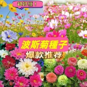 新品現貨 隔日達 【波斯菊種子】格桑花種子 打造花海 七彩易種易活 遇土就活 庭院陽台 野花花卉種子 盆栽地栽植物種子