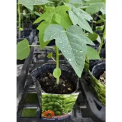 慶平花坊-[日陞木瓜]水果苗-3吋盆/果粒偏小而圓/堪稱為木瓜界的王者極品