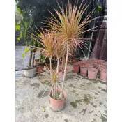五彩千年木/彩虹竹蕉/室內植/觀葉植物