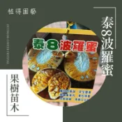植得｜泰8波羅蜜｜嫁接果樹苗木