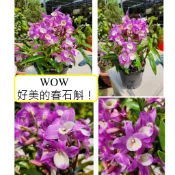 【八寶園藝】春石斛蘭 蘭花 園藝 盆栽 3吋 4吋自產自銷 數量有限