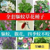 🔥🔥【二十驅蚊草種子】夏秋季驅蚊草種子除蟲菊 羅勒迷迭香艾草薄荷蛇目菊金盞菊香料種子庭院陽台種植盆栽香草種子