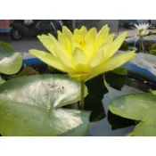 返祖萬薇莎-寒帶睡蓮-觀音蓮