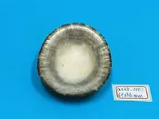superlin30 a035-0101 龜甲笠螺 (69*56 mm)