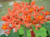 ╭＊田尾玫瑰園＊╯ 樹苗-珊瑚油桐**4吋盆**高約30cm**優惠價50元