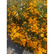 微田山丘-芳香萬壽菊枝條（不帶根）